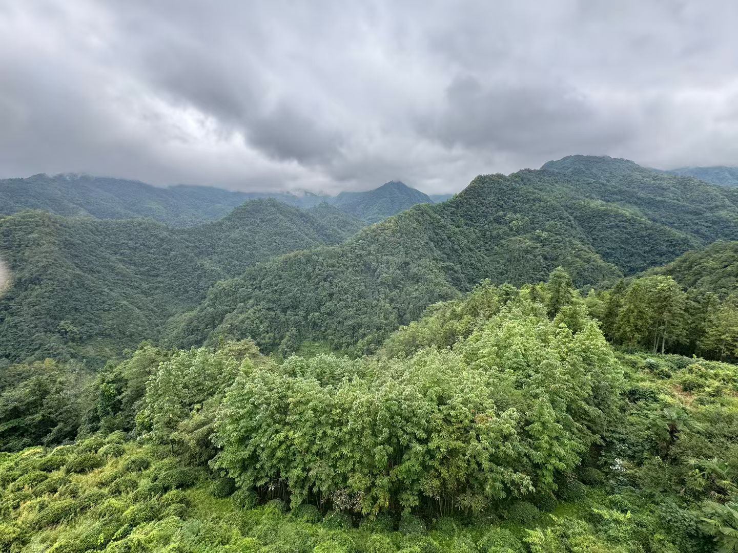 安康市紫阳商会调研走访壹封天叶茶业，共探茶产业发展新路径